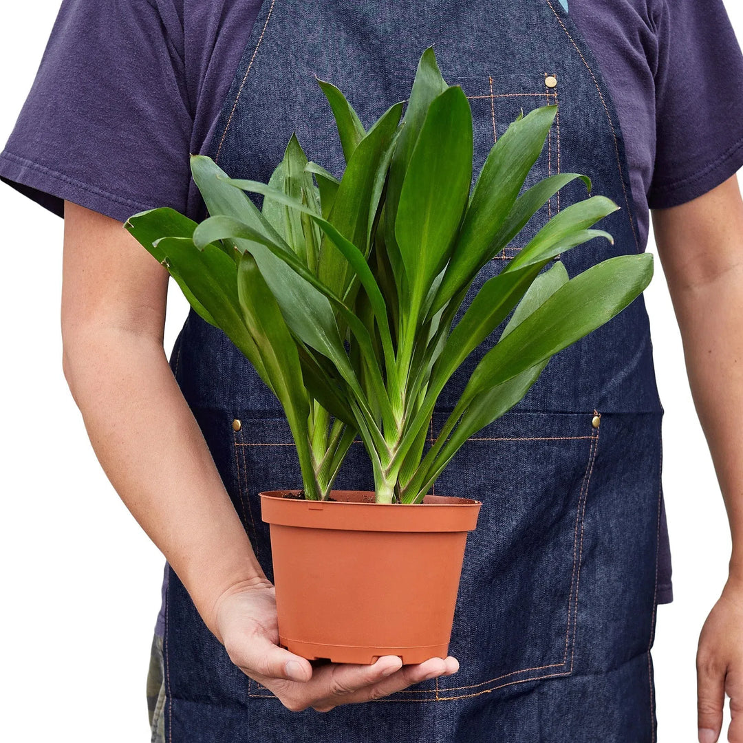Cordyline Glauca-Indoor Plants-American Plant Supply