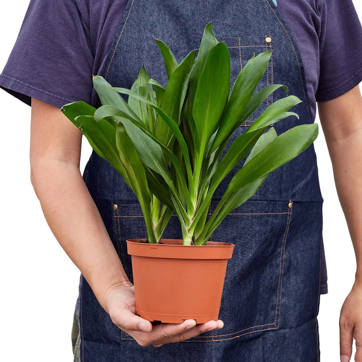 Cordyline Glauca-Indoor Plants-American Plant Supply