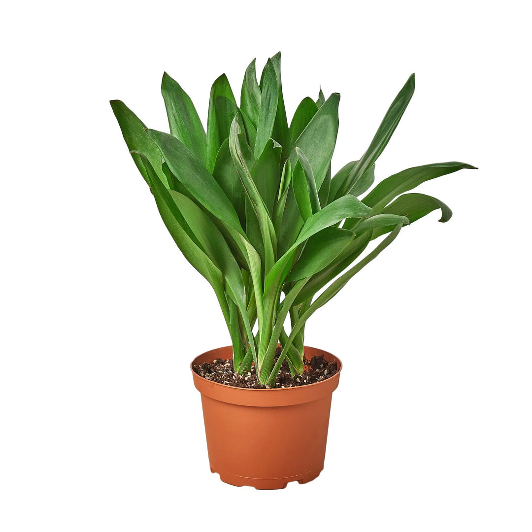 Cordyline Glauca-Indoor Plants-American Plant Supply