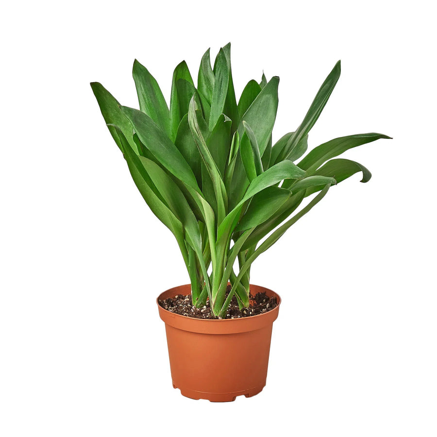 Cordyline Glauca-Indoor Plants-American Plant Supply