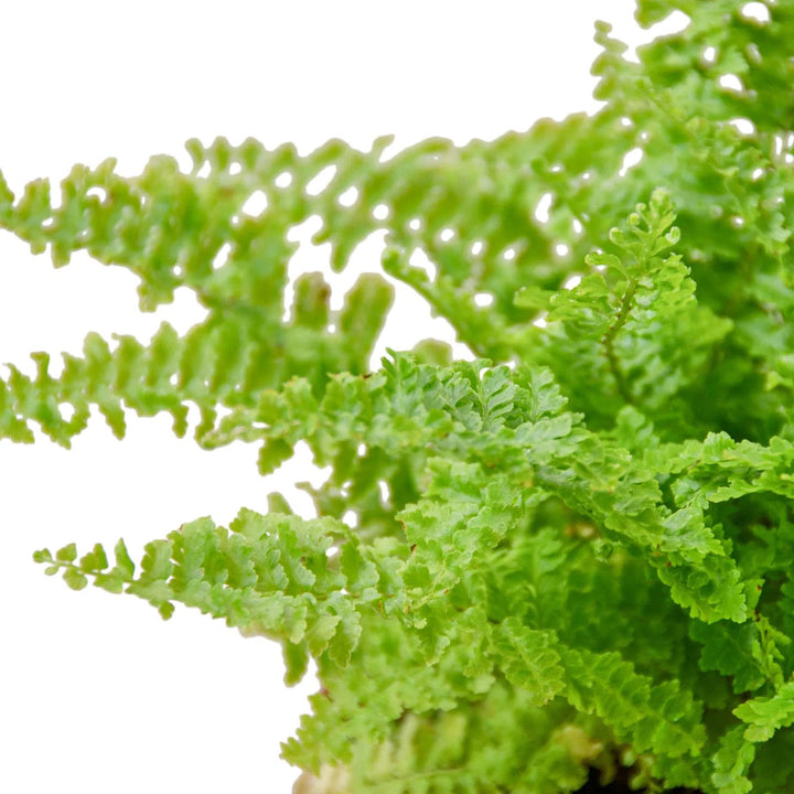 Cotton Candy Fern-4" Plant-American Plant Supply