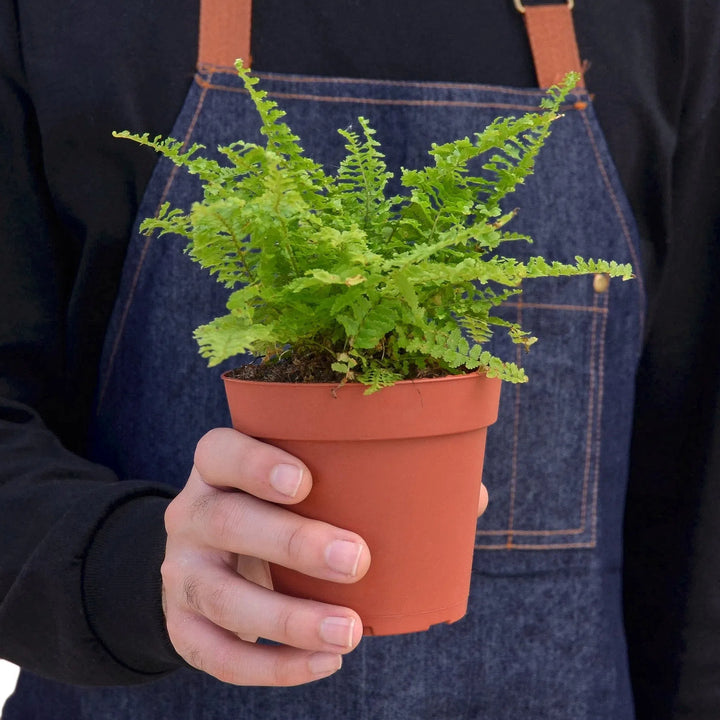 Cotton Candy Fern-4" Plant-American Plant Supply