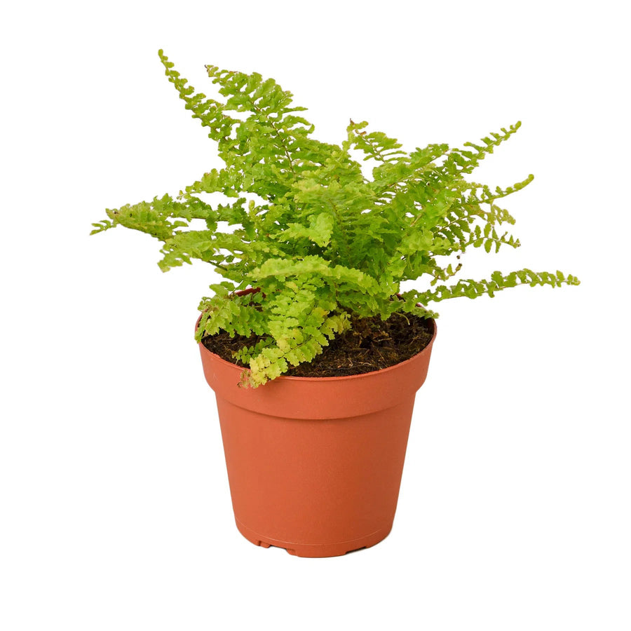 Cotton Candy Fern-4" Plant-American Plant Supply