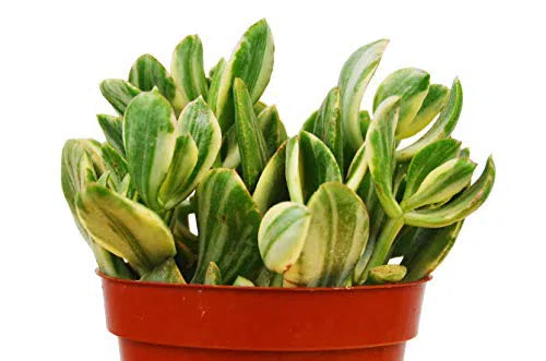 Crassula Ovata 'Variegated Jade' Succulent - 4" Pot-4" Plant (1pk/$2) ($6 Ship/15oz)-American Plant Supply