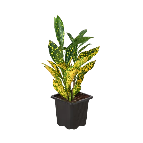 Croton 'Gold Dust'-Indoor Plants-American Plant Supply