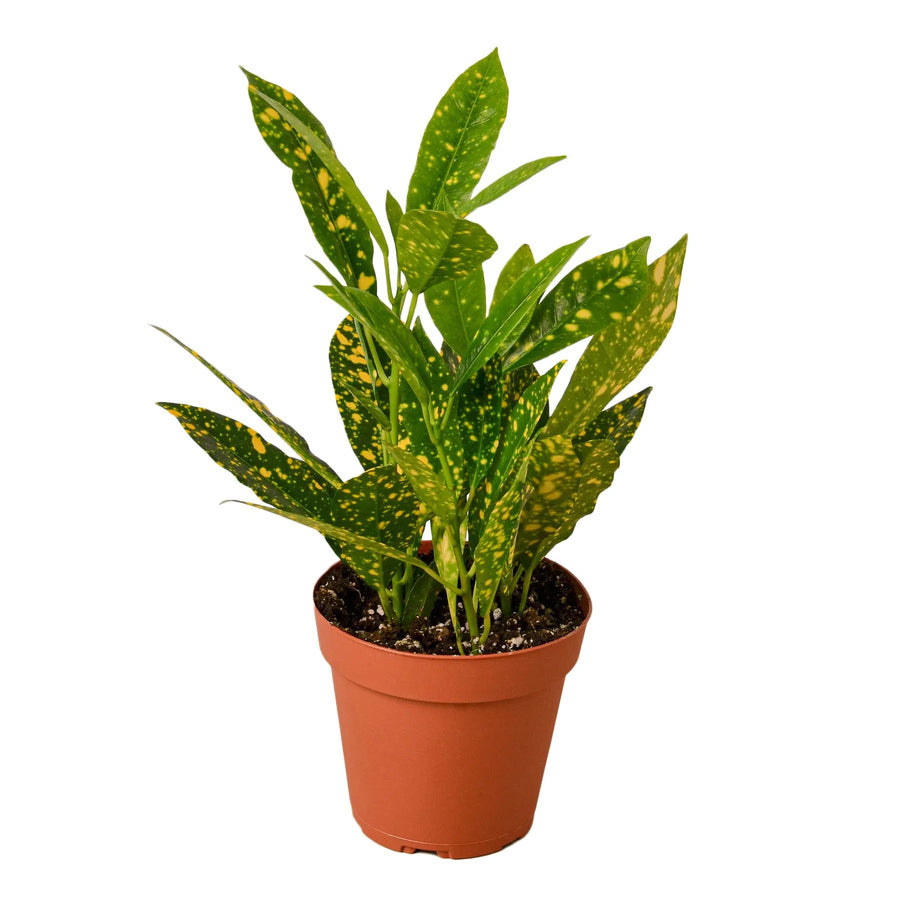 Croton 'Gold Dust'-Indoor Plants-American Plant Supply