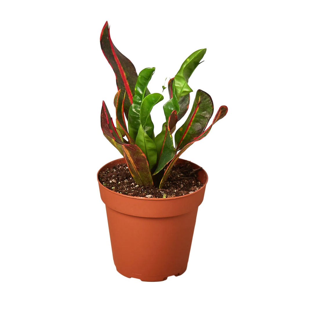 Croton 'Mammy'-Indoor Plants-American Plant Supply