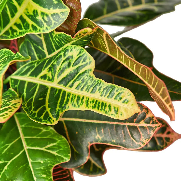 Croton 'Oak Leaf'-Indoor Plants-American Plant Supply