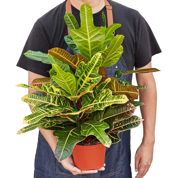 Croton 'Oak Leaf'-Indoor Plants-American Plant Supply