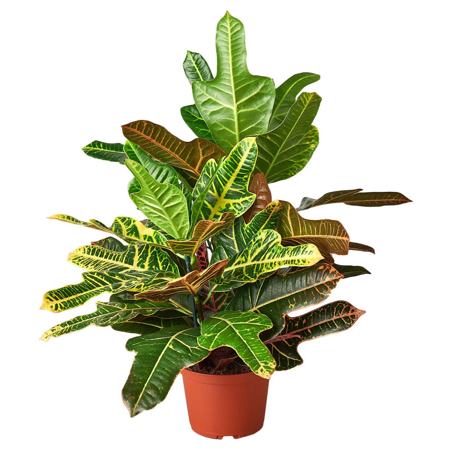 Croton 'Oak Leaf'-Indoor Plants-American Plant Supply