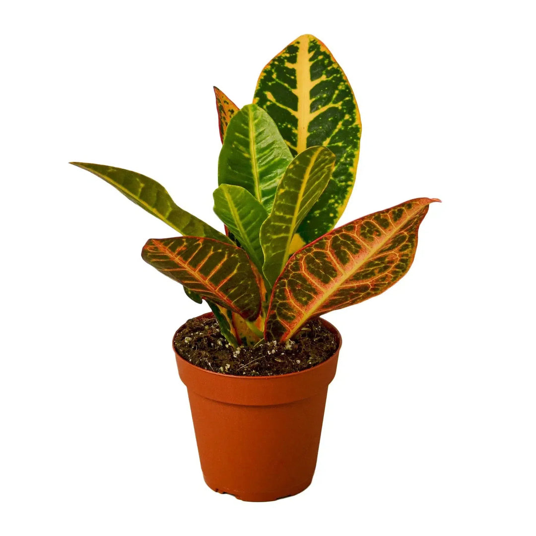 Croton Petra 'Joseph's Coat'-Indoor Plants-American Plant Supply