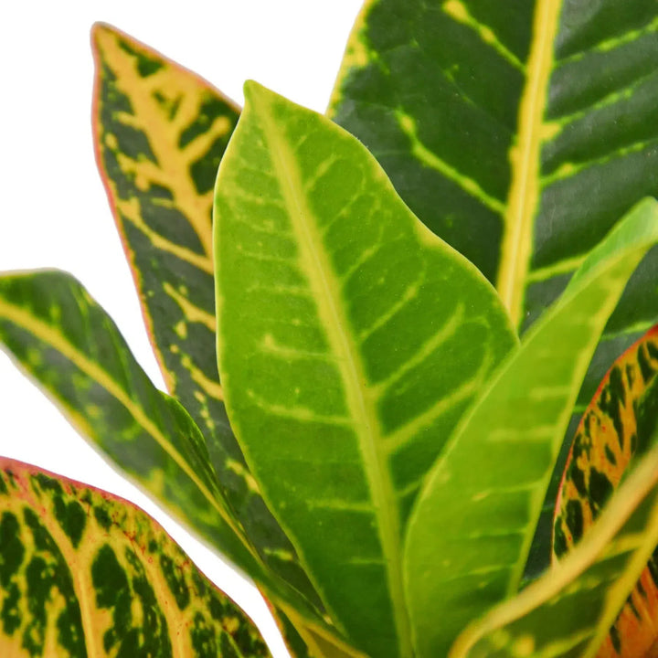 Croton Petra 'Joseph's Coat'-Indoor Plants-American Plant Supply