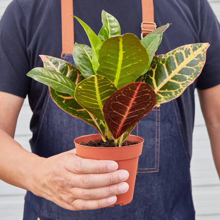 Croton Petra 'Joseph's Coat'-Indoor Plants-American Plant Supply