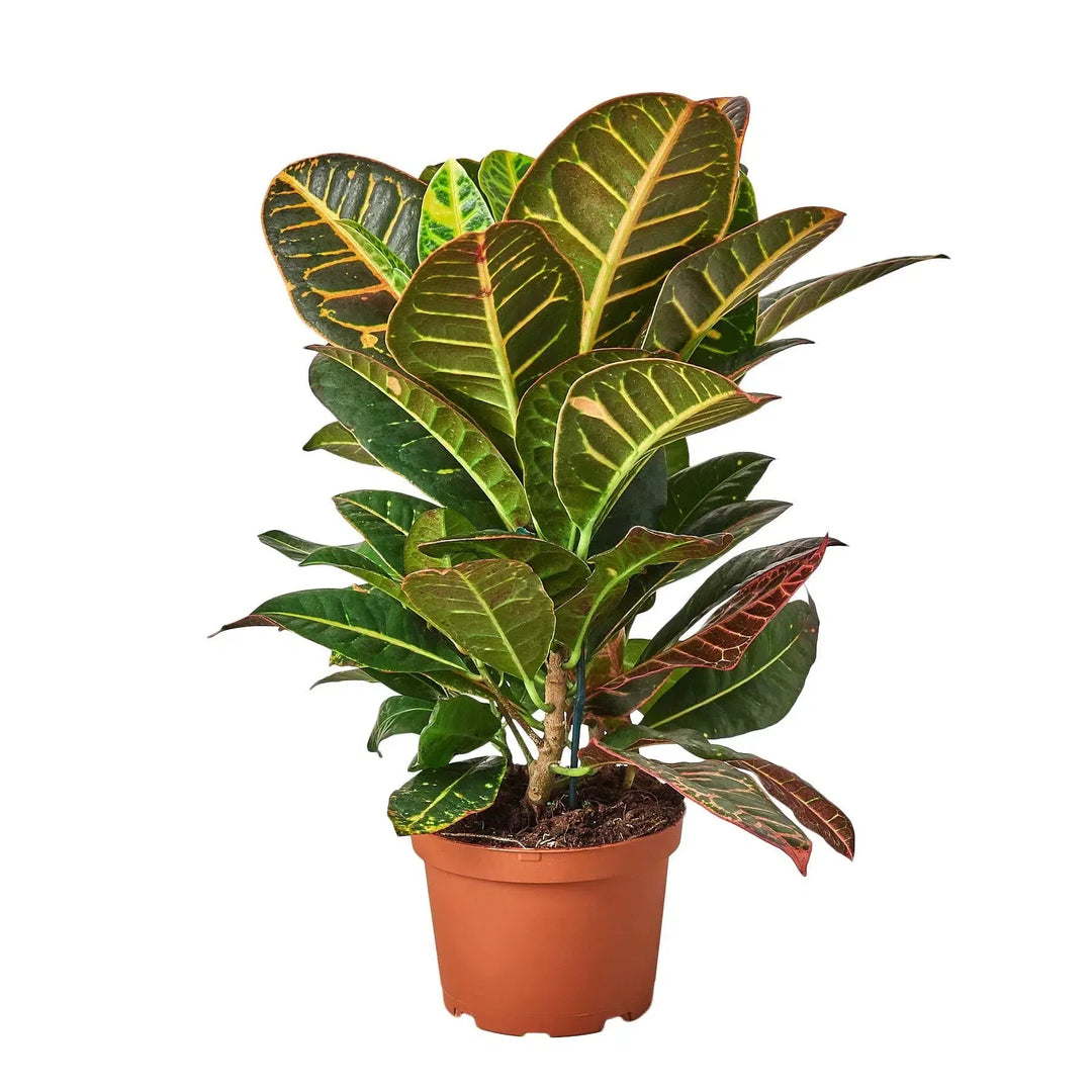 Croton Petra 'Joseph's Coat'-Indoor Plants-American Plant Supply