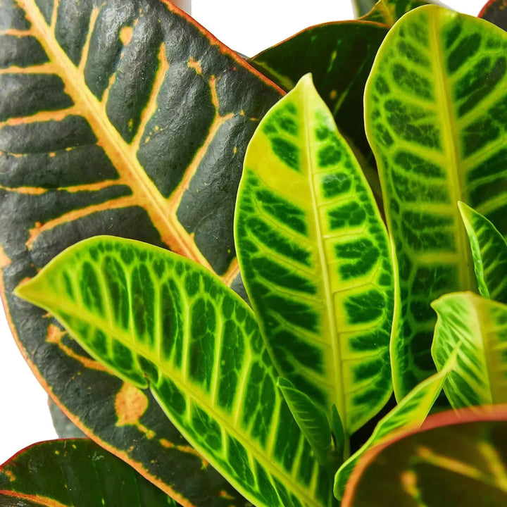 Croton Petra 'Joseph's Coat'-Indoor Plants-American Plant Supply