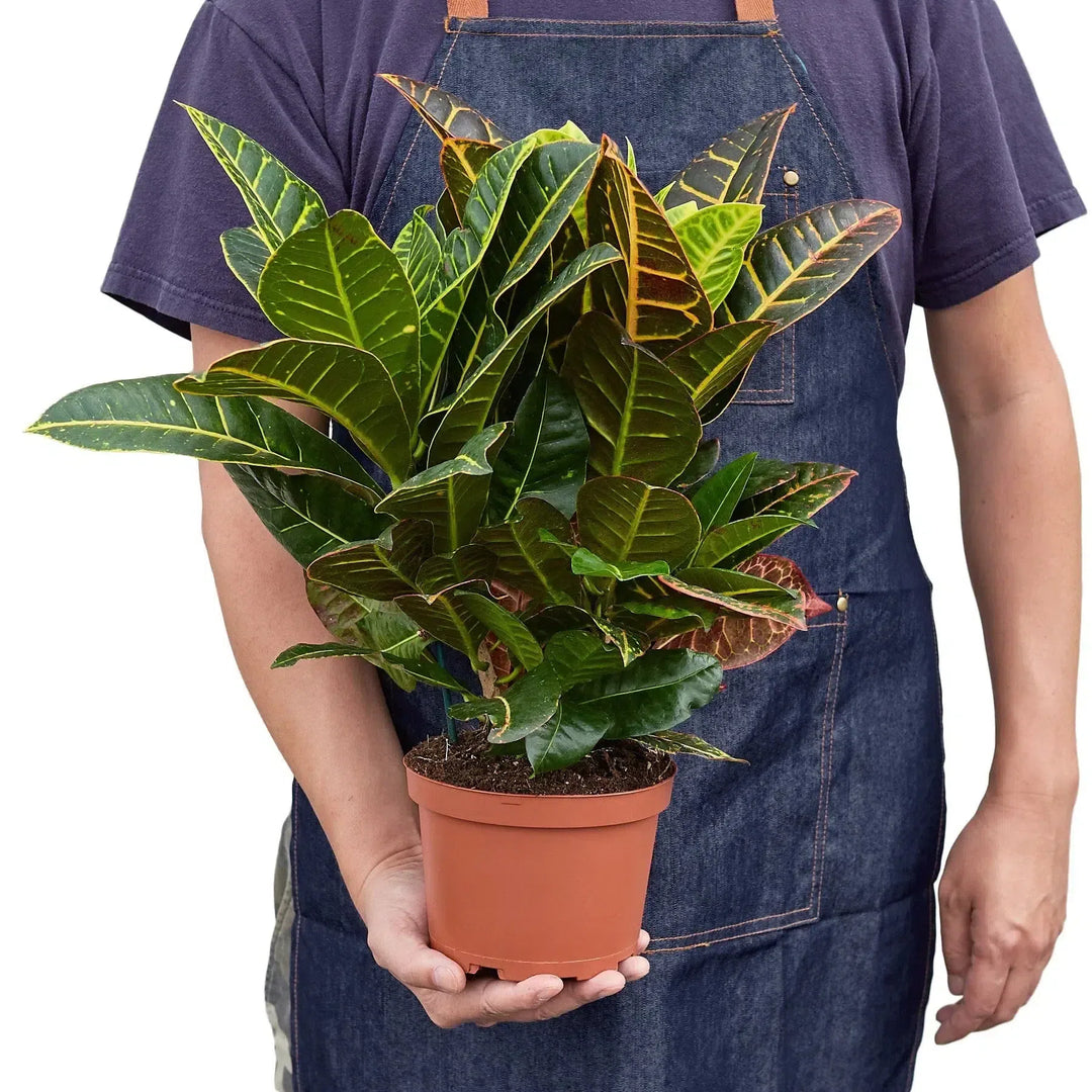 Croton Petra 'Joseph's Coat'-Indoor Plants-American Plant Supply