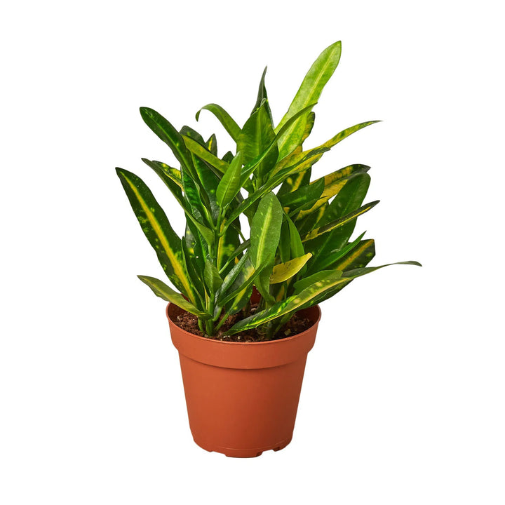 Croton 'Sunny Star'-Indoor Plants-American Plant Supply