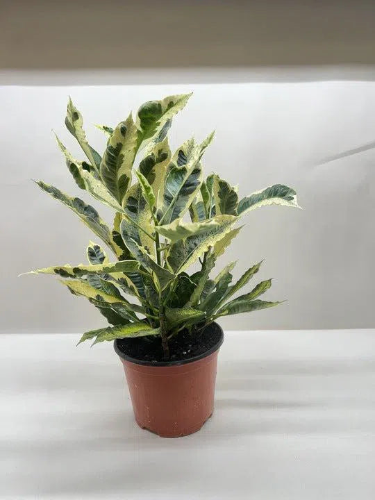 Croton 'Tamara'-Indoor Plants-American Plant Supply