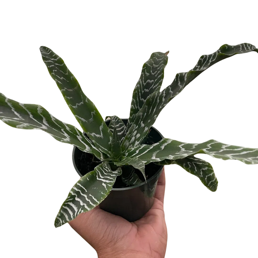 Cryptanthus 'Betty'-4" Plant (1pk/$2) ($6 Ship/15oz)-American Plant Supply