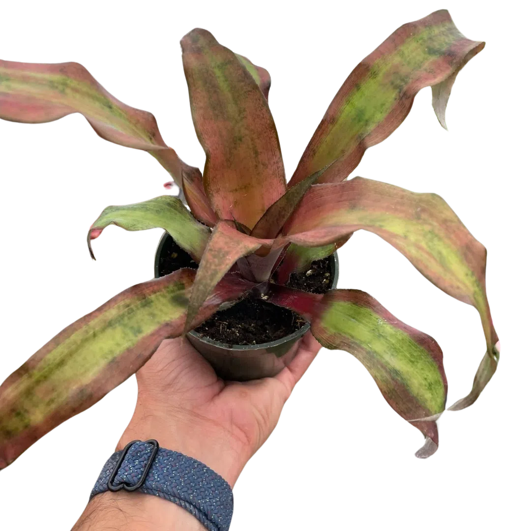 Cryptanthus 'Calypso'-Indoor Plants-American Plant Supply