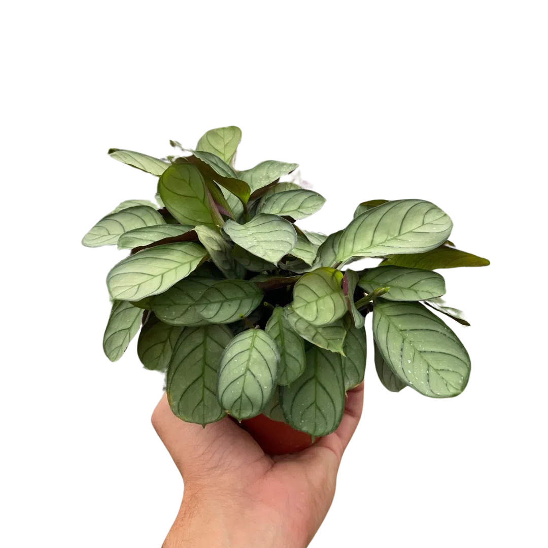Ctenanthe burle-marxii 'Amagris'-Indoor Plants-American Plant Supply