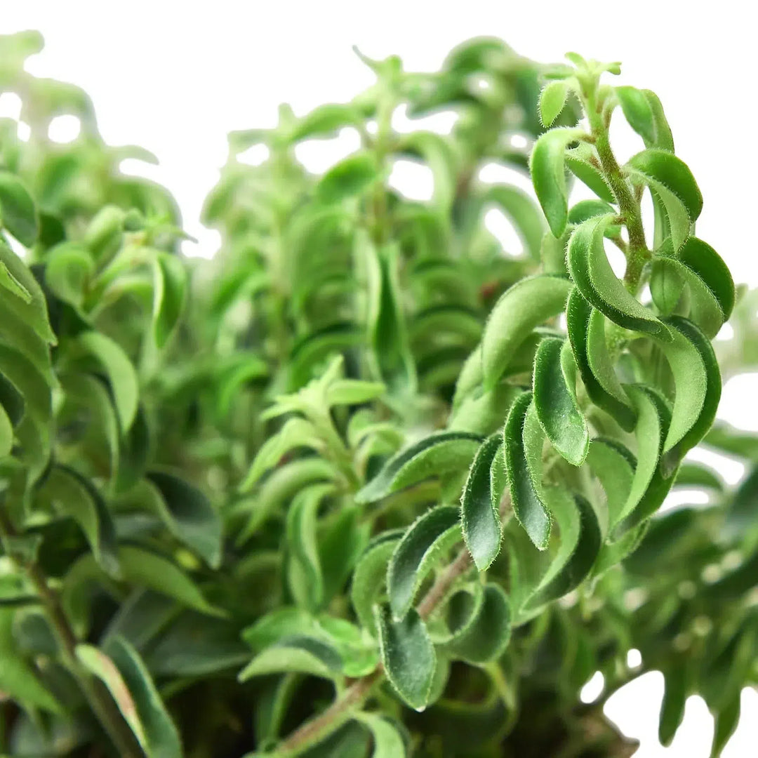 Curly Lipstick Plant-Indoor Plants-American Plant Supply