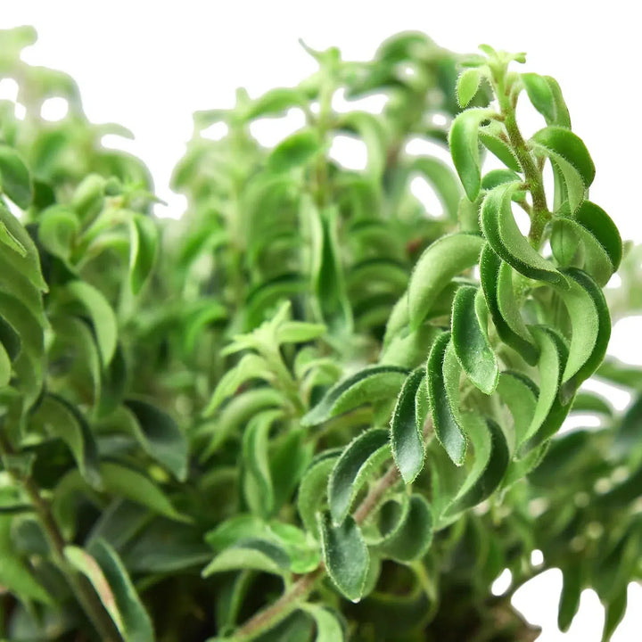 Curly Lipstick Plant-Indoor Plants-American Plant Supply
