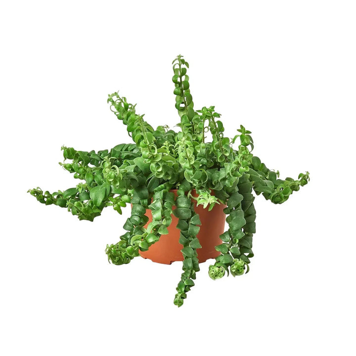 Curly Lipstick Plant-Indoor Plants-American Plant Supply
