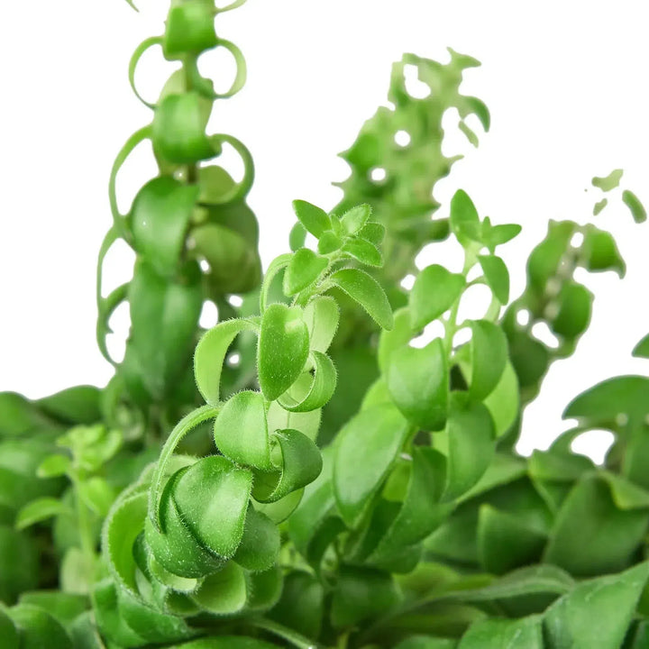 Curly Lipstick Plant-Indoor Plants-American Plant Supply