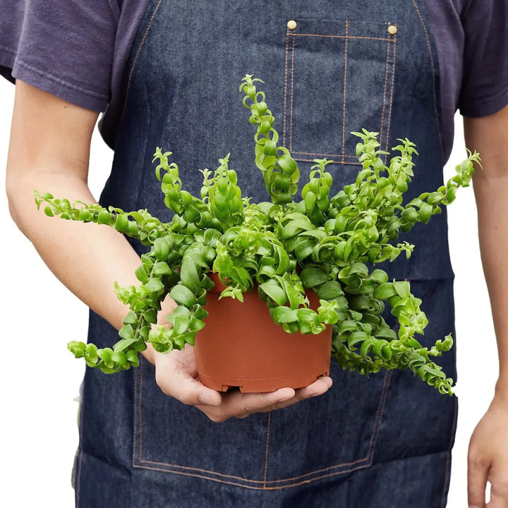 Curly Lipstick Plant-Indoor Plants-American Plant Supply