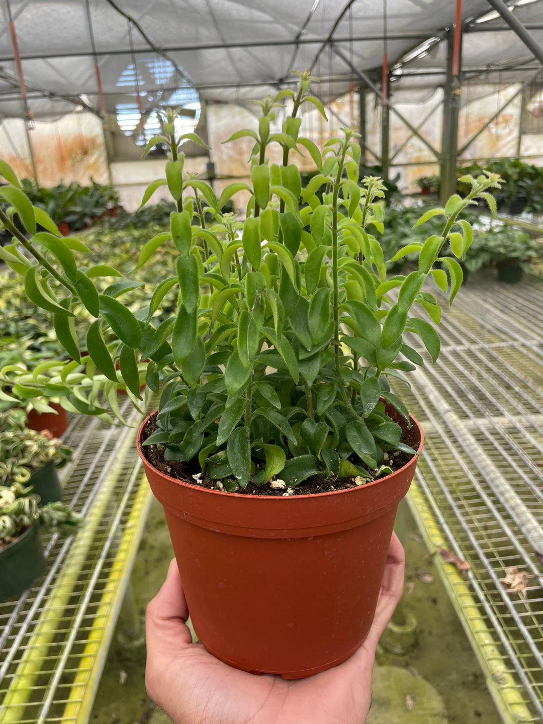Curly Lipstick Plant-Indoor Plants-American Plant Supply