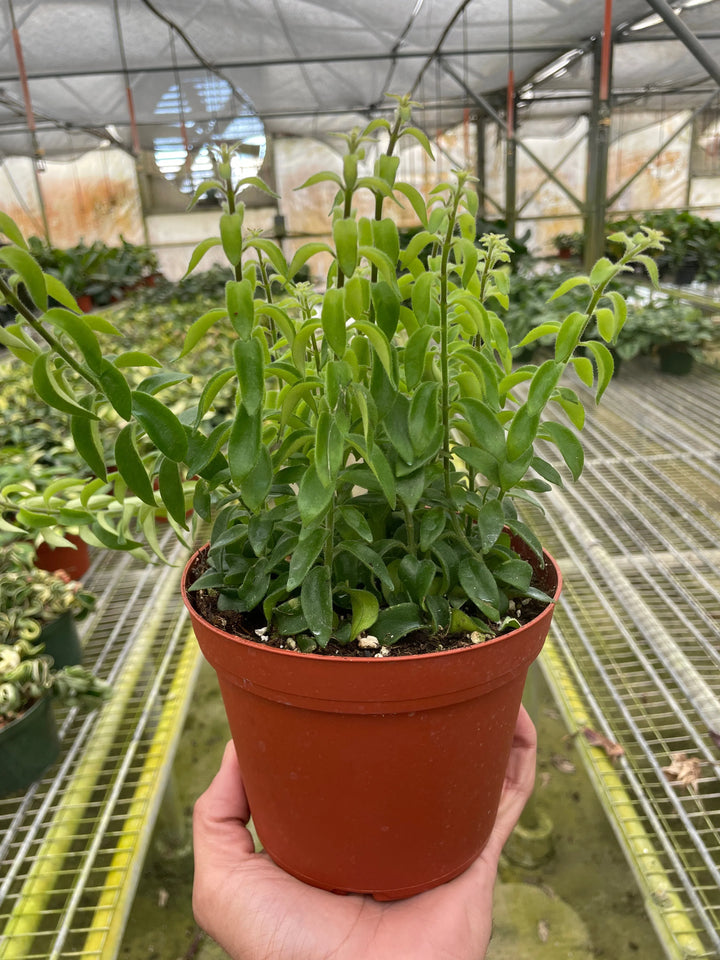 Curly Lipstick Plant-Indoor Plants-American Plant Supply