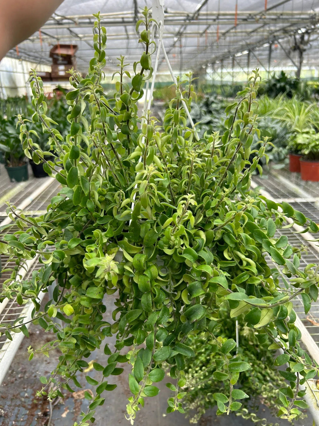 Curly Lipstick Plant-Indoor Plants-American Plant Supply