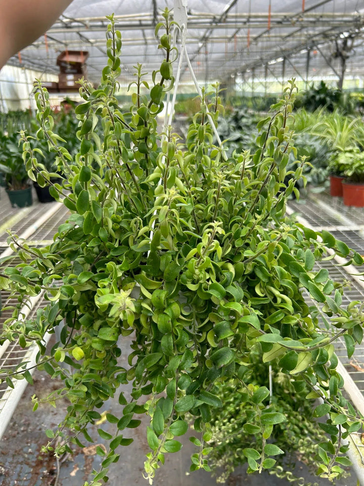 Curly Lipstick Plant-Indoor Plants-American Plant Supply