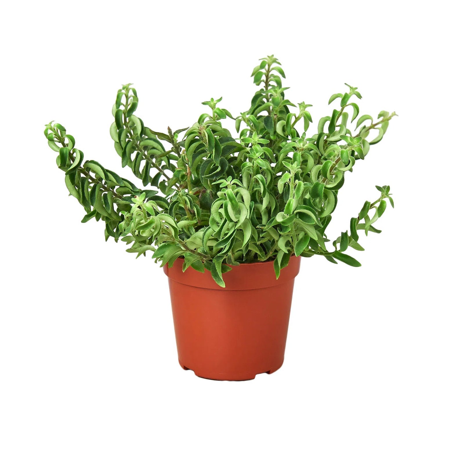 Curly Lipstick Plant-Indoor Plants-American Plant Supply