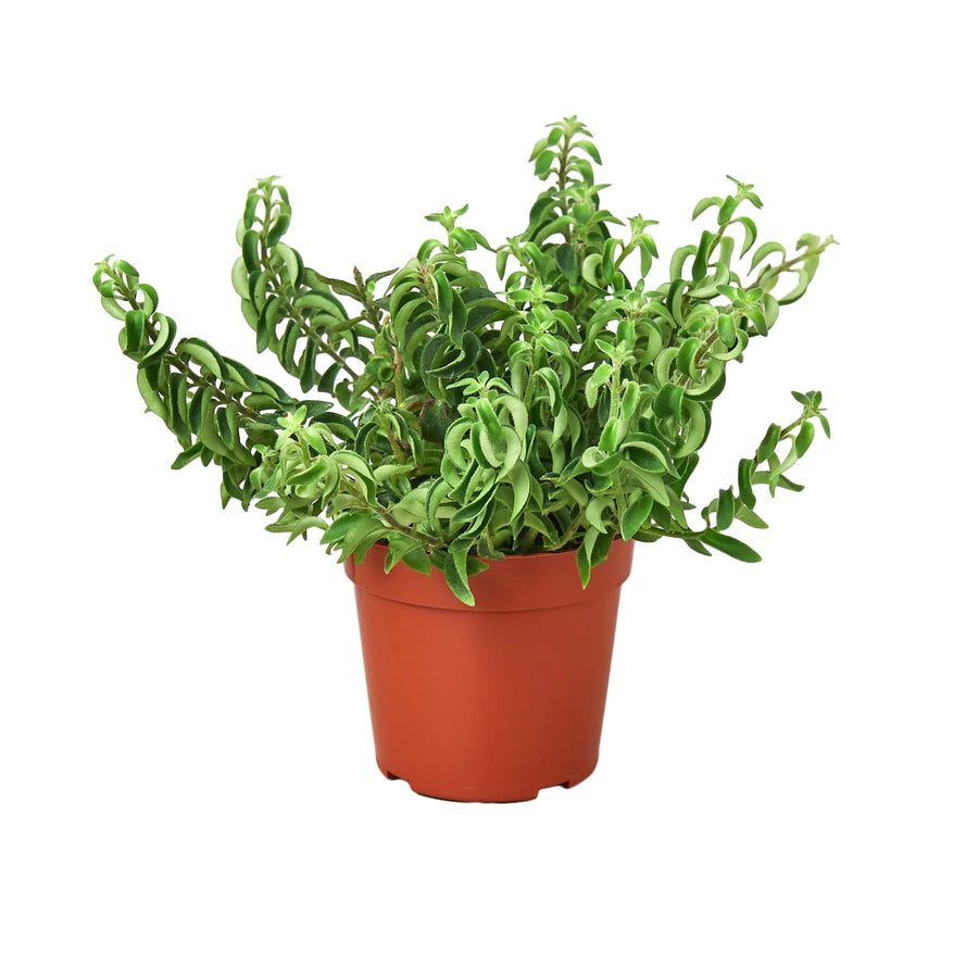 Curly Lipstick Plant-Indoor Plants-American Plant Supply