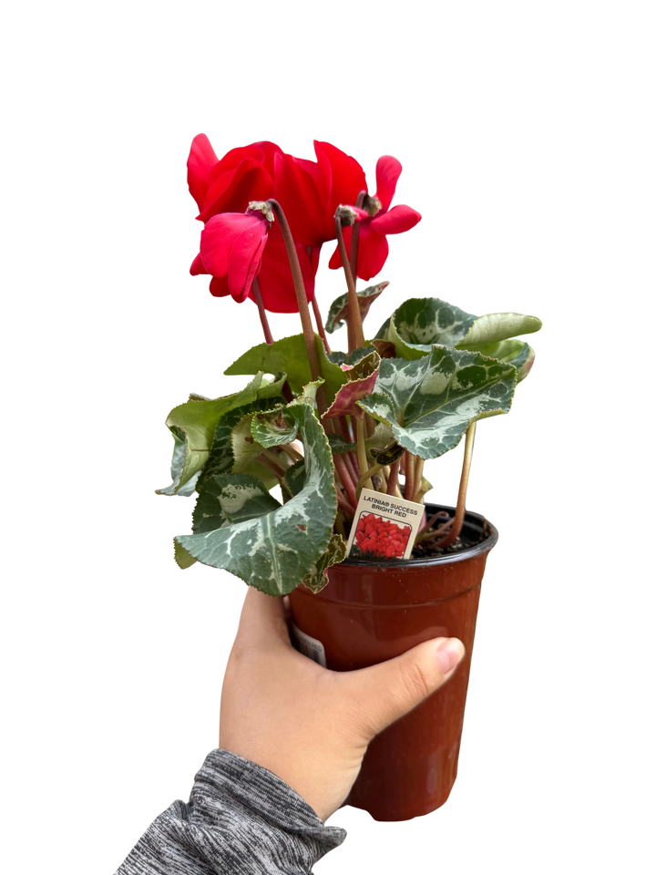 Cyclamen 'Red'-Indoor Plants-American Plant Supply