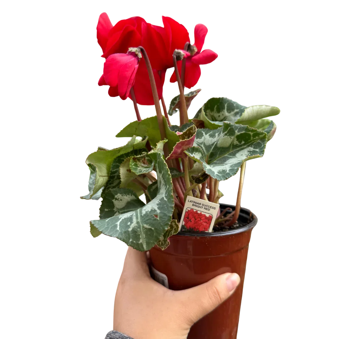 Cyclamen 'Red'-Indoor Plants-American Plant Supply