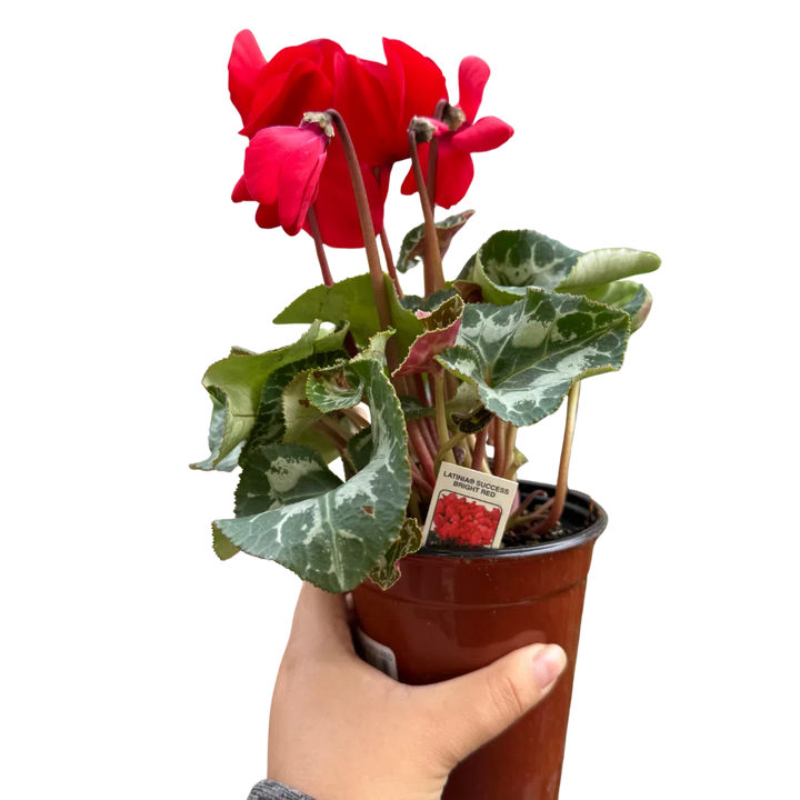 Cyclamen 'Red'-Indoor Plants-American Plant Supply