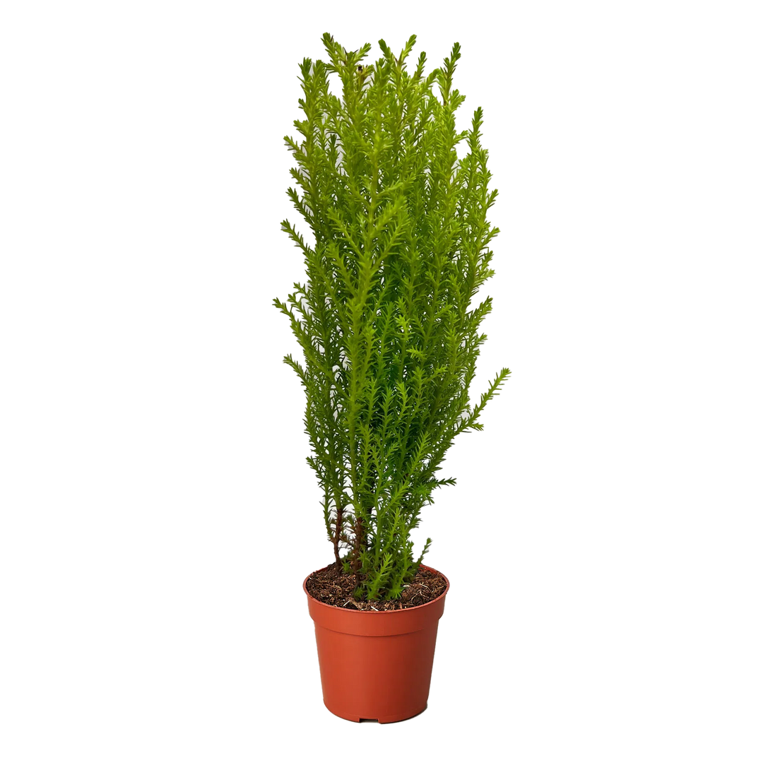 Cypress Lemon-American Plant Supply