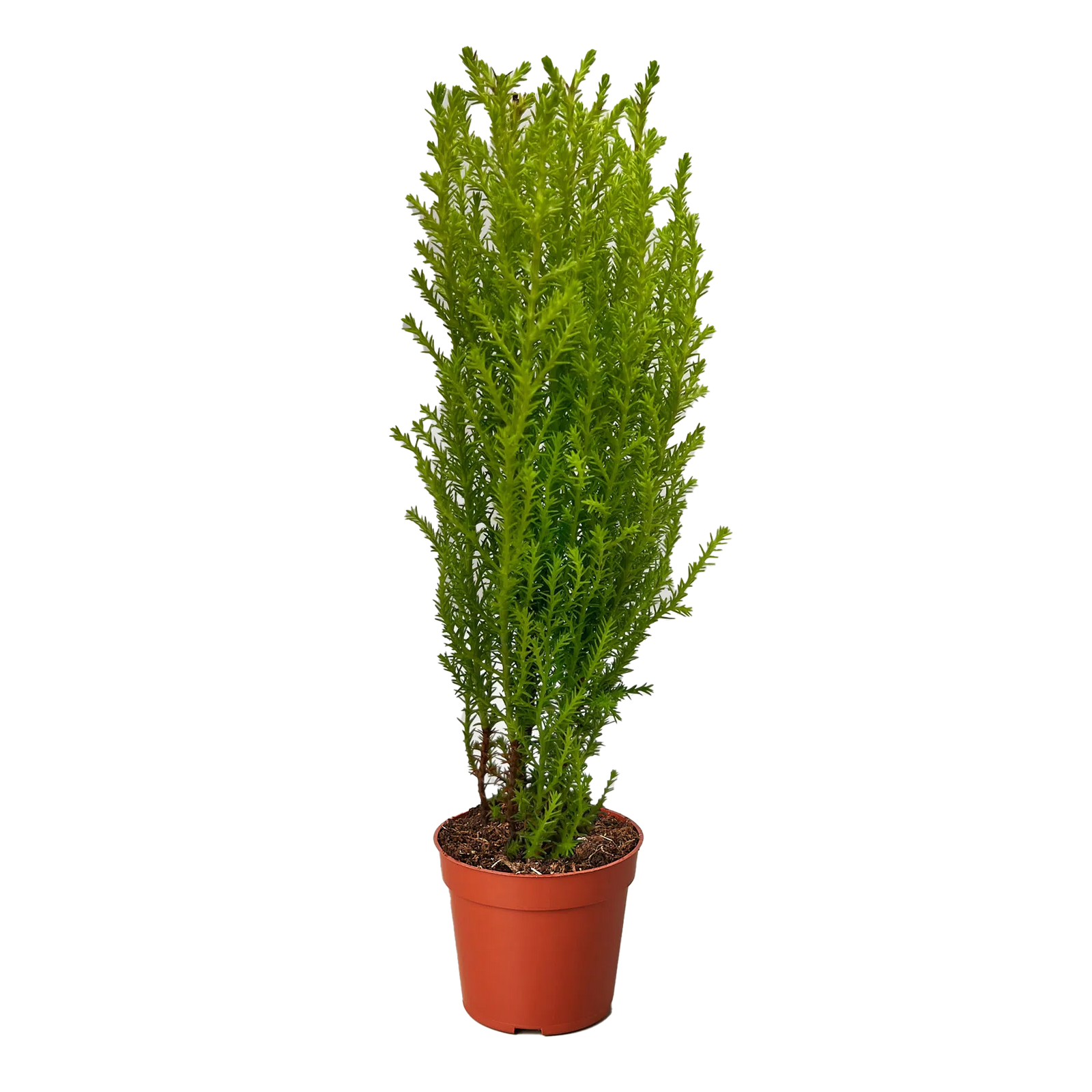Cypress Lemon-American Plant Supply