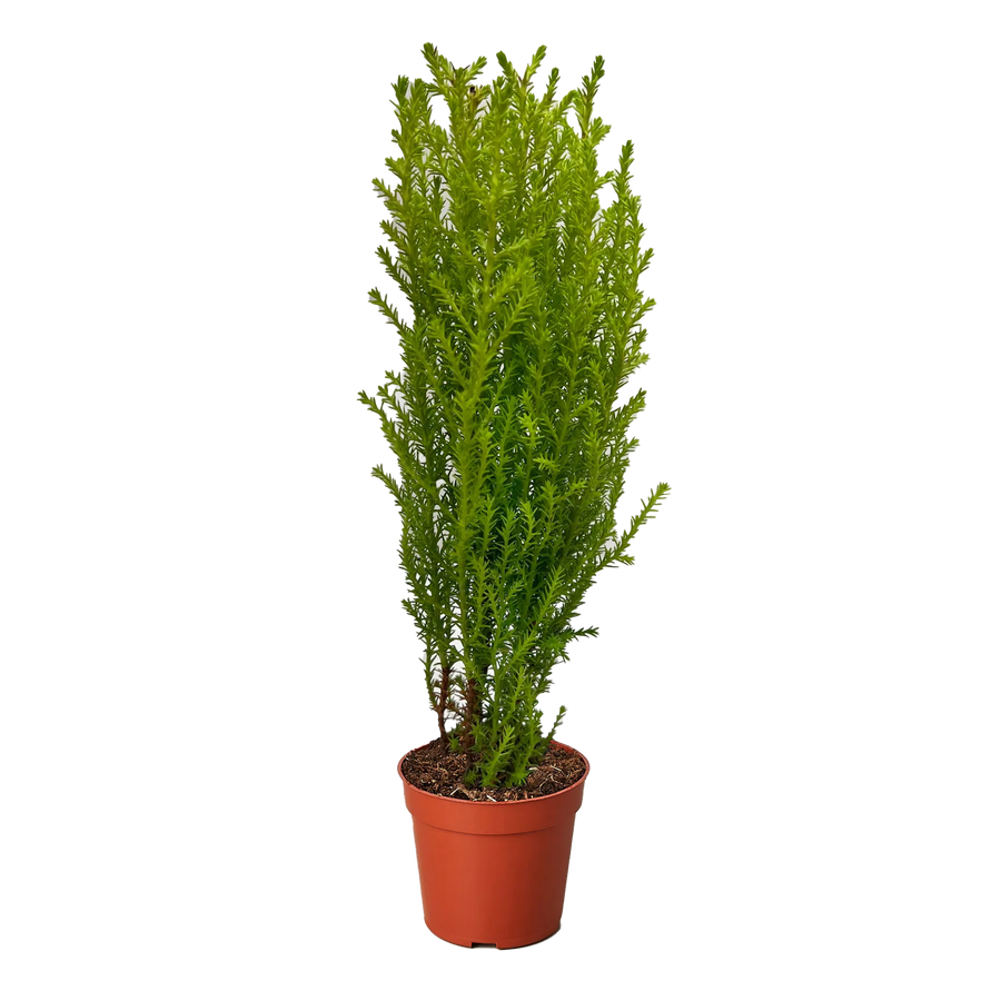 Cypress Lemon-American Plant Supply