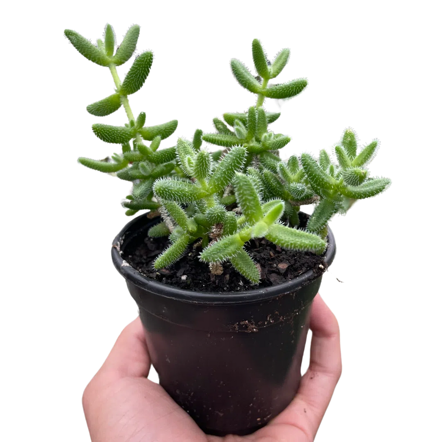 Delosperma echinatum 'Pickle Plant'-American Plant Supply