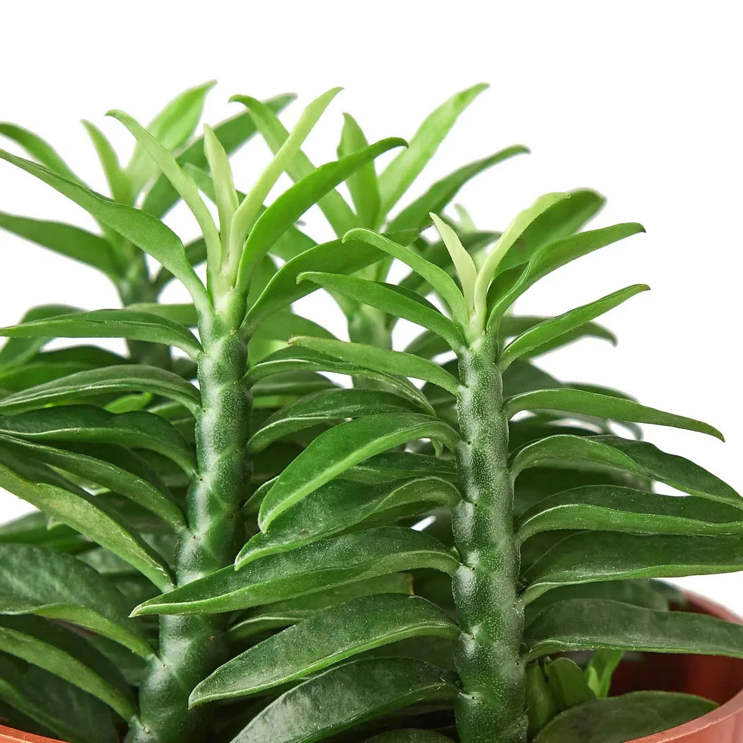 Devil's Backbone Euphorbia-Succulent-American Plant Supply