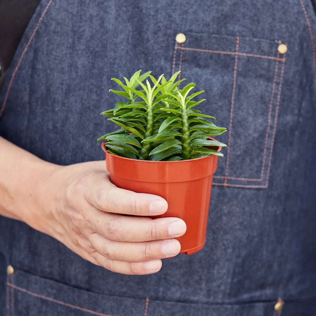 Devil's Backbone Euphorbia-Succulent-American Plant Supply