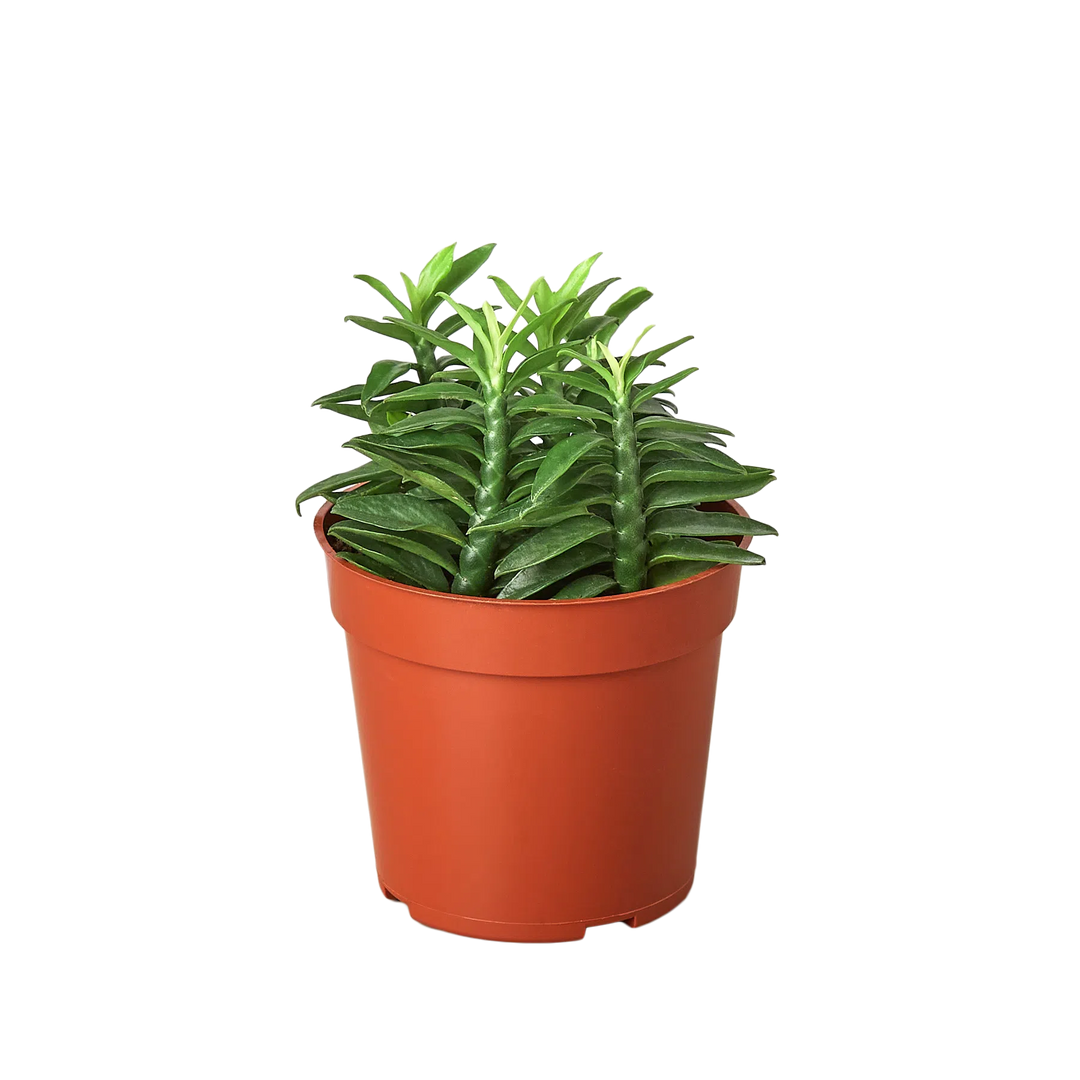 Devil's Backbone Euphorbia-Succulent-American Plant Supply