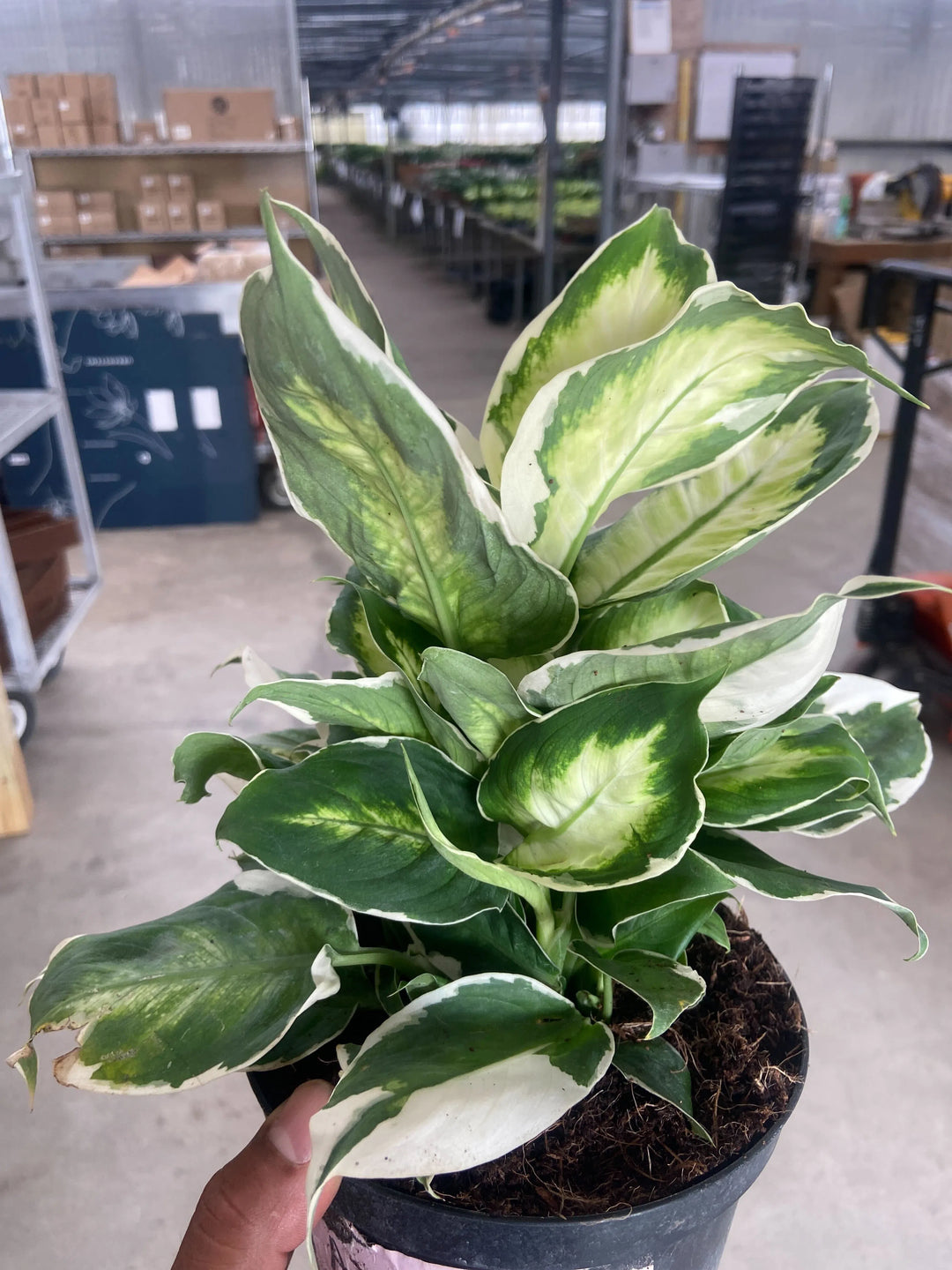 Dieffenbachia 'Cool Beauty'-Indoor Plants-American Plant Supply