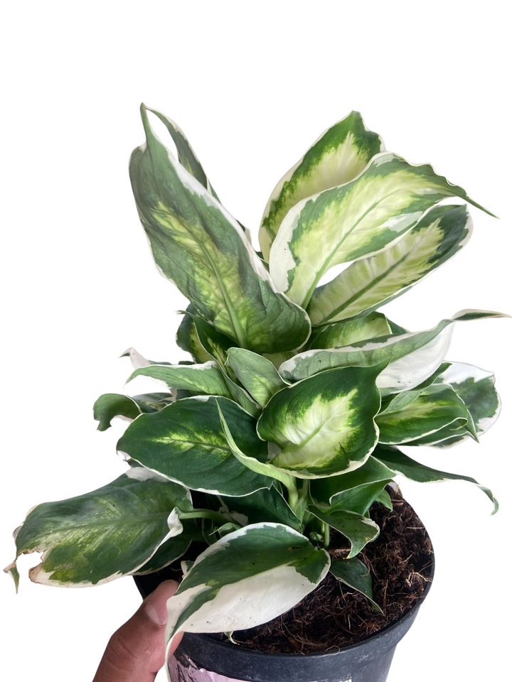 Dieffenbachia 'Cool Beauty'-Indoor Plants-American Plant Supply