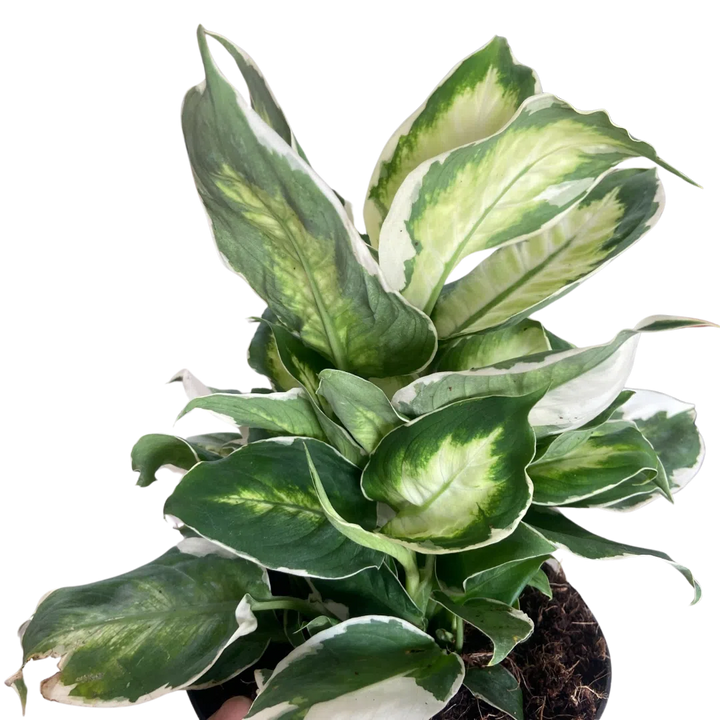 Dieffenbachia 'Cool Beauty'-Indoor Plants-American Plant Supply