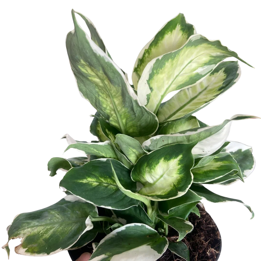 Dieffenbachia 'Cool Beauty'-Indoor Plants-American Plant Supply